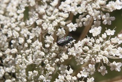 Bilyaxia