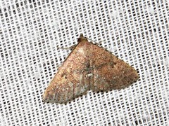 Cerynea thermesialis