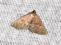 Cerynea thermesialis