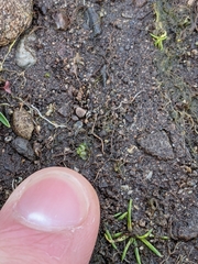 Sphaerocarpos texanus