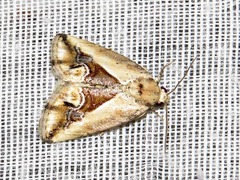 Lithacodia caffristis