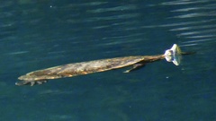 Trachemys venusta cataspila