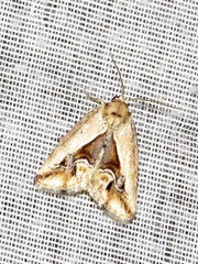 Lithacodia caffristis