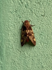 Citheronula armata