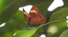 Abisara echerius