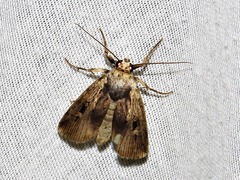 Effractilis effracta