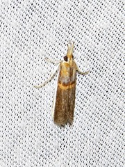 Hypargyria metalliferella