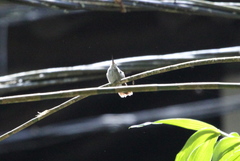 Elliotomyia viridicauda