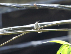 Elliotomyia viridicauda