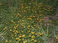 Acmella oppositifolia