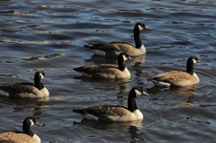 Branta canadensis
