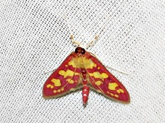 Stenochora lancinalis