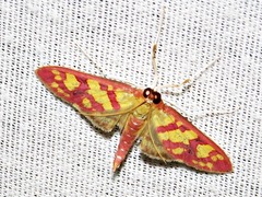 Stenochora lancinalis