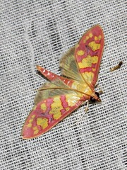 Stenochora lancinalis