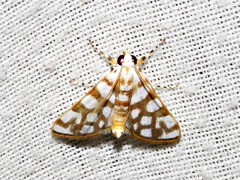 Obtusipalpis pardalis