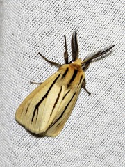 Estigmene multivittata