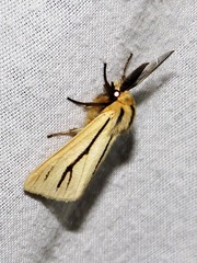 Estigmene multivittata