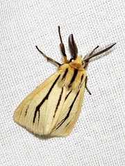 Estigmene multivittata