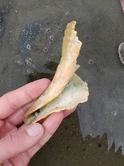 Triplofusus princeps