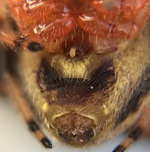 Lattice Orbweaver