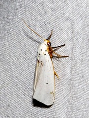 Ilemodes astriga