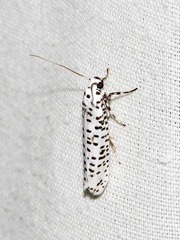 Yponomeuta strigillatus