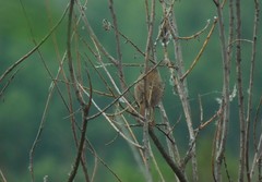 Helopsaltes ochotensis