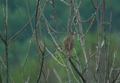 Helopsaltes ochotensis