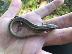 Plestiodon gilberti cancellosus