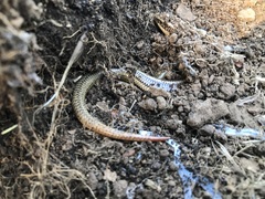 Plestiodon gilberti cancellosus