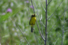 Pseudocolopteryx acutipennis