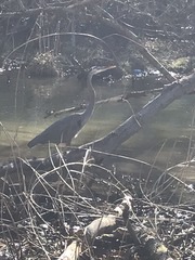 Ardea herodias