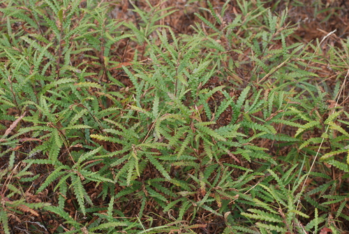 Comptonia peregrina