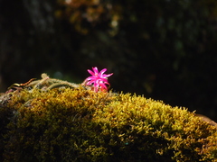 Aporocactus flagelliformis