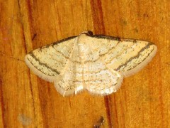 Heterostegane rectistriga