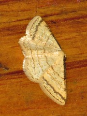 Heterostegane rectistriga