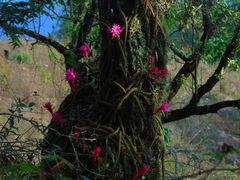 Aporocactus flagelliformis