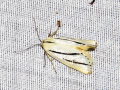 Grammarctia bilinea