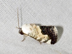 Acontia discoidea