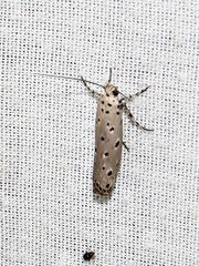 Ethmia circumdatella