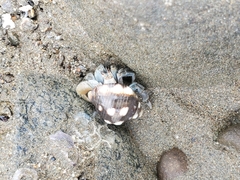 Muricoidea