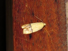 Odites natalensis