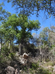 Brachychiton rupestris