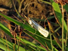Aurotalis nigrisquamalis