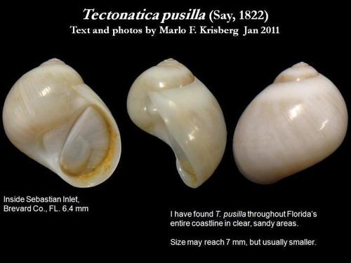 Representative image of Tectonatica