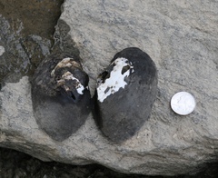 Atlanticoncha ochracea