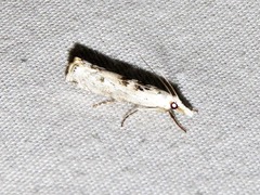 Crambus sparsellus