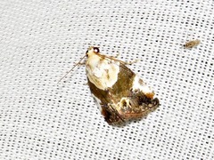 Hypercodia wheeleri