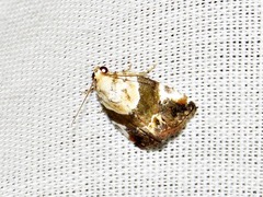 Hypercodia wheeleri