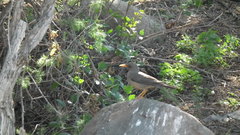 Turdus smithi